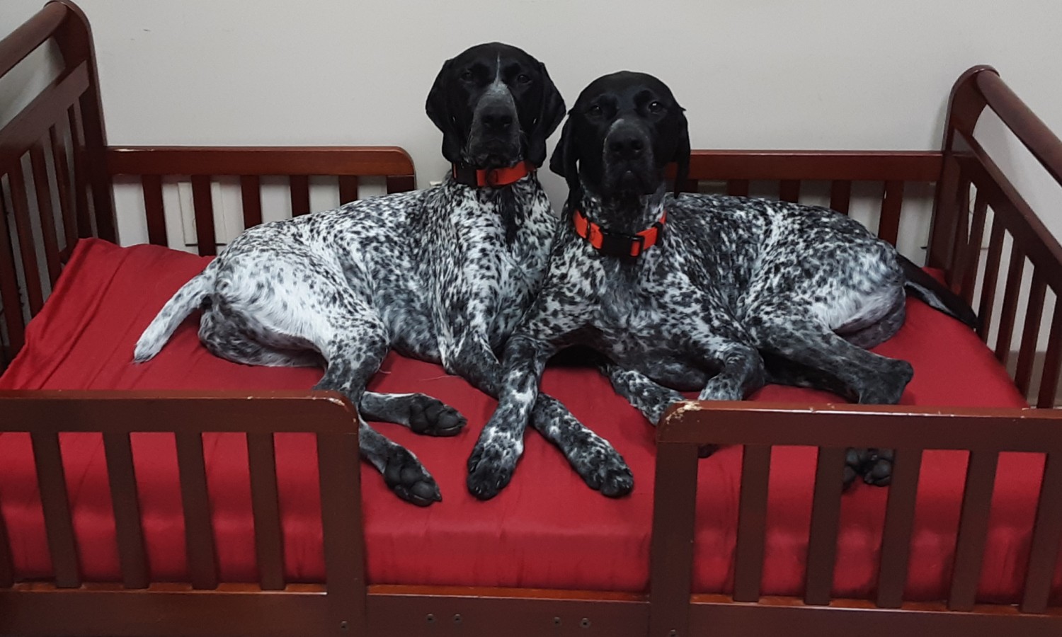 two dogs in a bed